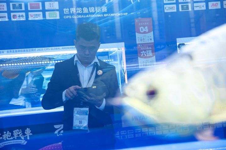 2025 長城杯世界龍虎魟魚錦標賽（龍魚組）