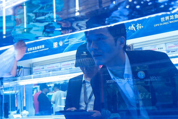 牡丹江龍魚批發，龍魚鉆石眼和內蒙眼有什么區別，金龍魚批發，尼羅河龍魚批發