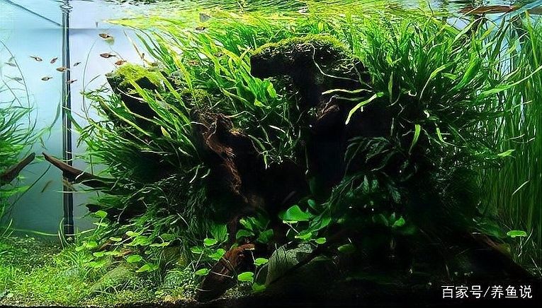 龍魚呆在水面不游動(dòng)，如何調(diào)節(jié)水質(zhì)：養(yǎng)魚說龍魚不敢游動(dòng)水質(zhì)和濾材調(diào)整大揭秘
