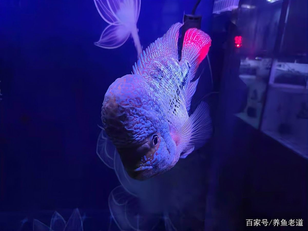 如何判斷恐龍魚是否受到驚嚇：養(yǎng)魚老道又把恐龍魚嚇跳缸了,新魚到家,如何防止過度驚嚇養(yǎng)魚老道聽