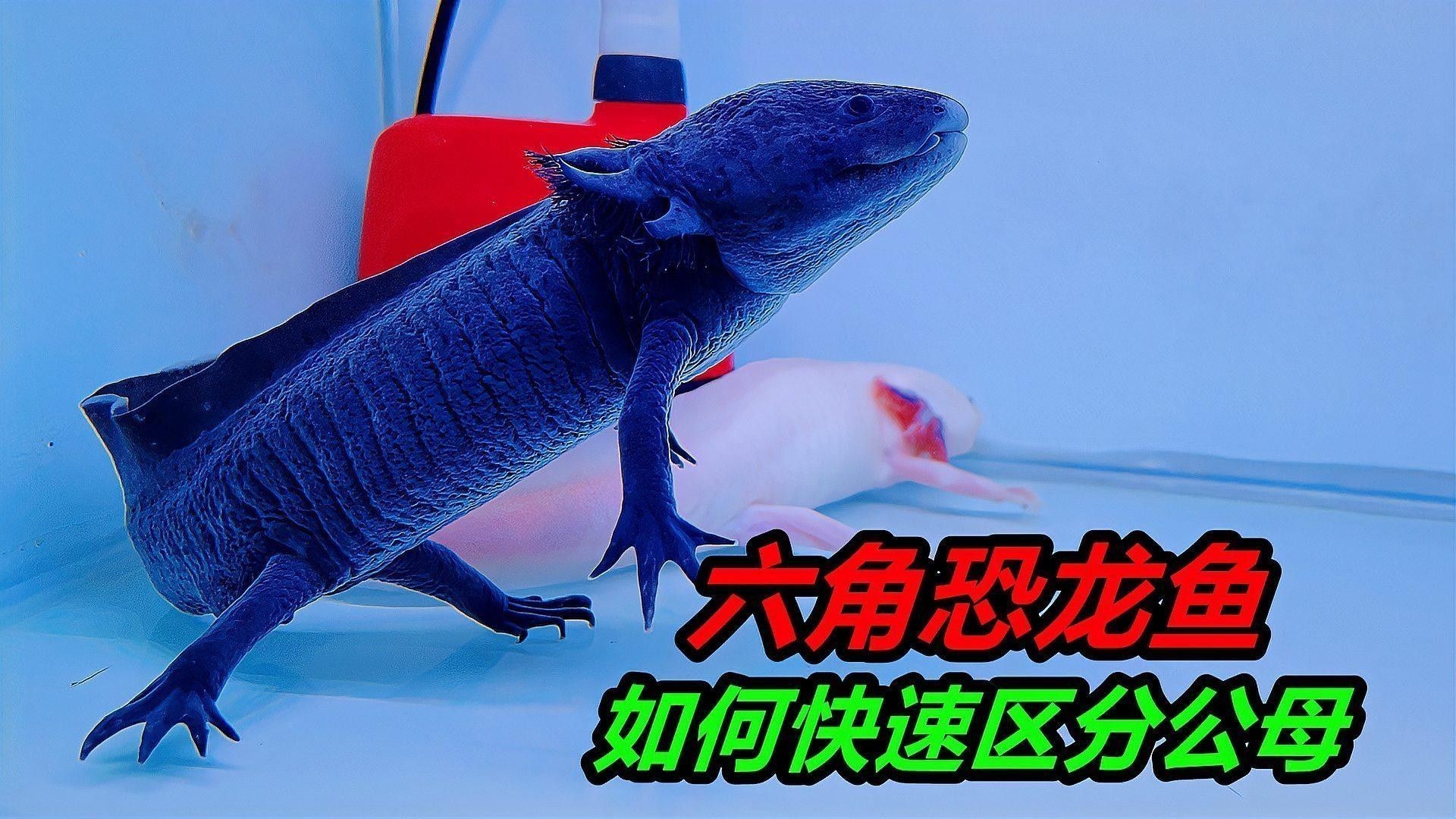 六角恐龍魚繁殖后如何護理幼體：鳳凰網如何區分六角恐龍魚的公母其實很簡單 六角恐龍魚繁殖后如何護理幼體：鳳凰網如何區分六角恐龍魚的公母其實很簡單 龍魚百科 第3張