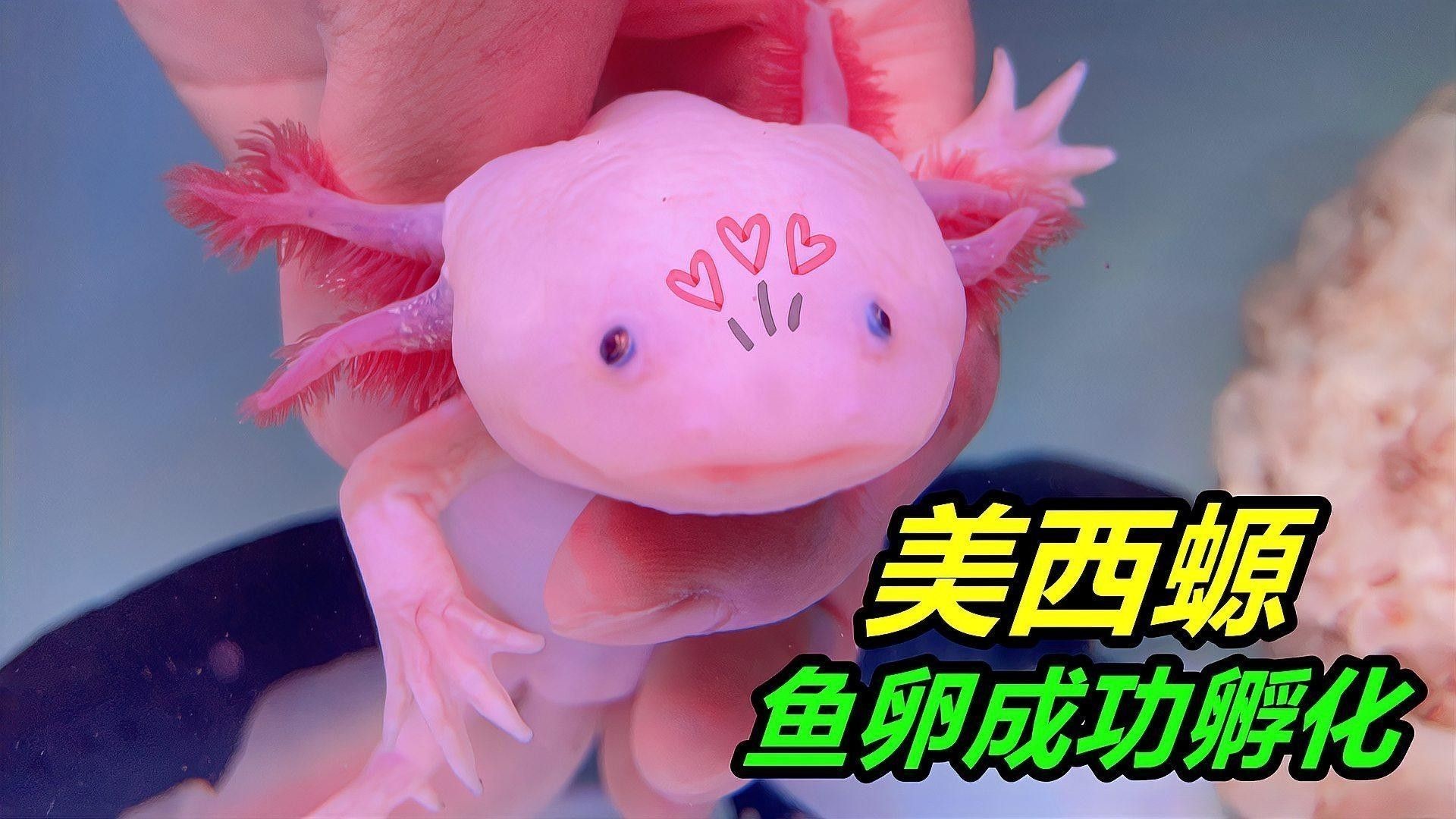 六角恐龍魚繁殖后如何護理幼體：鳳凰網如何區分六角恐龍魚的公母其實很簡單 六角恐龍魚繁殖后如何護理幼體：鳳凰網如何區分六角恐龍魚的公母其實很簡單 龍魚百科 第1張