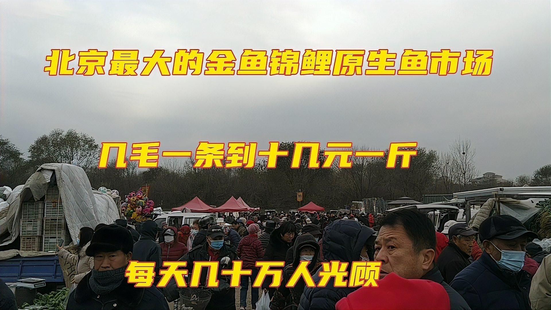 高端魚缸的價格范圍是多少？：高端魚缸價格范圍