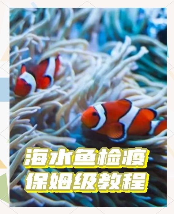 如何進行龍魚活食檢疫？：新魚入缸科學檢疫全流程指南