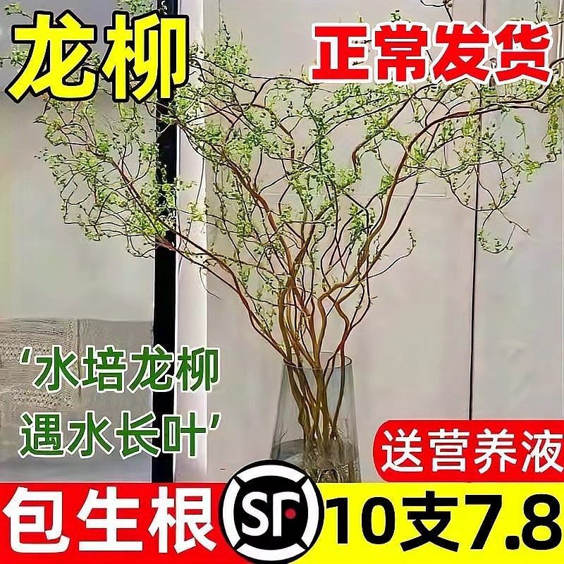 龍魚缸養(yǎng)植物有哪些好處：魚缸養(yǎng)植物對魚好嗎