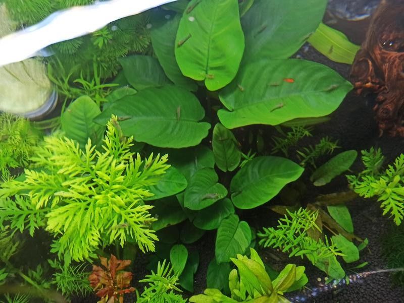 龍魚缸養(yǎng)植物有哪些好處：魚缸養(yǎng)植物對魚好嗎