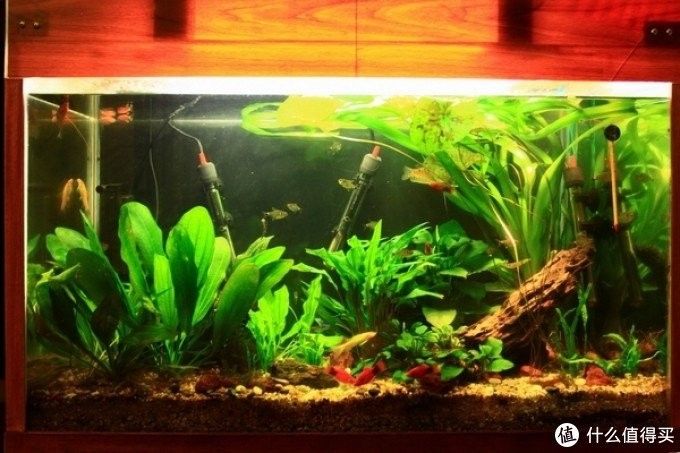 如何設置水草隔離帶？：水草缸換水頻率的重要性