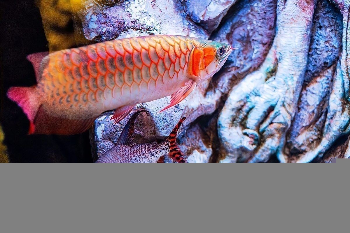 紅龍魚多久才能長大：紅龍魚的發色階段 紅龍魚多久才能長大：紅龍魚的發色階段 龍魚百科 第7張
