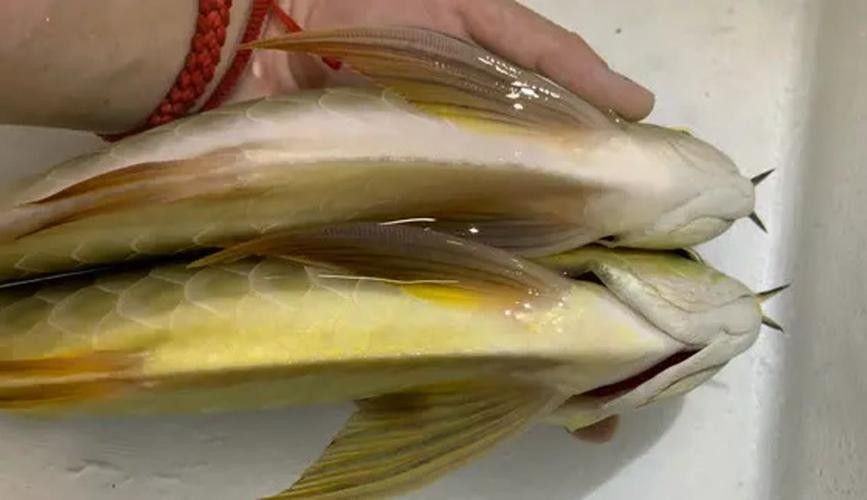 如何購買閃耐龍魚：購買閃耐龍魚需重點關注血統認證、商家資質和運輸保障