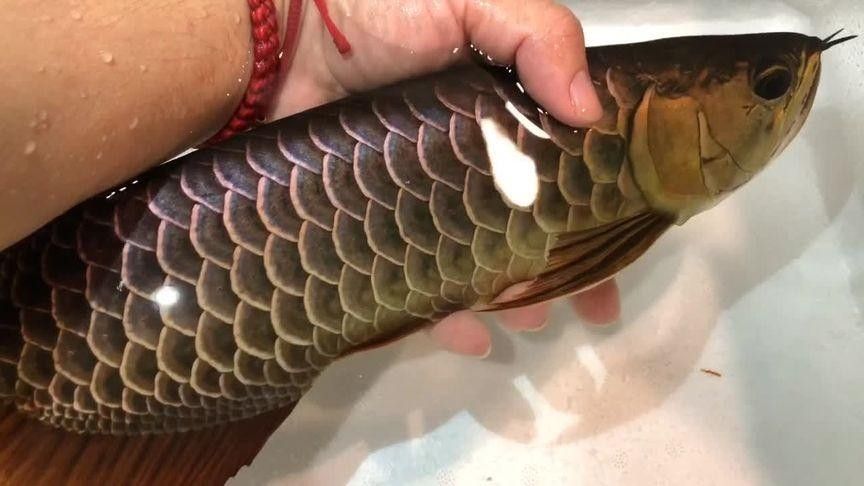如何購買閃耐龍魚：購買閃耐龍魚需重點關注血統認證、商家資質和運輸保障