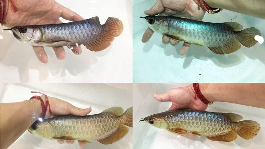 如何購買閃耐龍魚：購買閃耐龍魚需重點關注血統認證、商家資質和運輸保障
