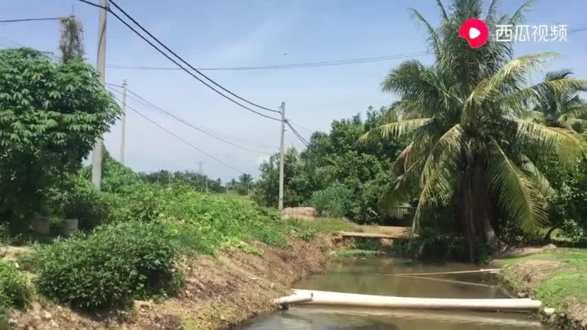 如何購買閃耐龍魚：購買閃耐龍魚需重點關注血統認證、商家資質和運輸保障