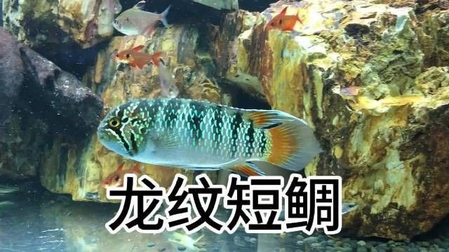 鰻鯛的龍鱗狀紋路有何特別之處：鰻鯛（如龍紋短鯛）的龍鱗狀紋路