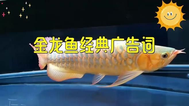 金龍魚廣告中常用的元素有哪些：金龍魚廣告中常用的元素