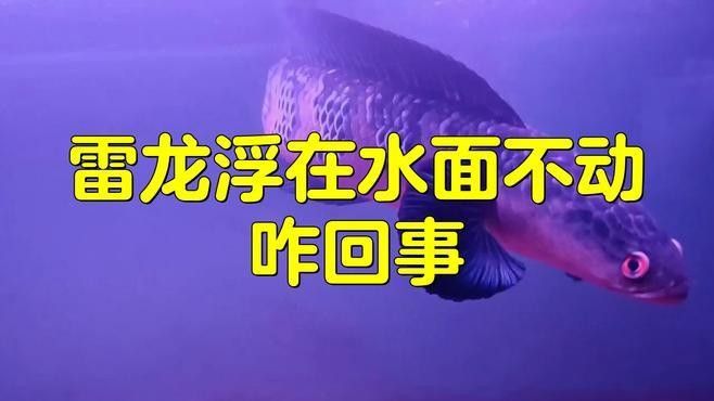 雷龍魚溺水后多久會死亡？：雷龍魚作為水生生物其溺水（缺氧）的生存時間與人類存在差異