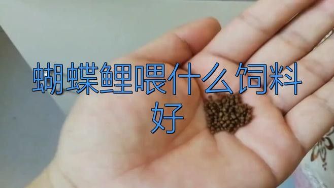 金龍魚(yú)和蝴蝶鯉的食物選擇：金龍魚(yú)和蝴蝶鯉混養(yǎng)需要注意什么？