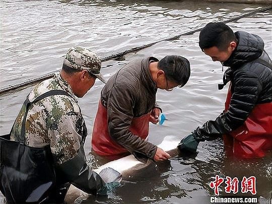 2017年鱘龍魚養殖情況如何？：2017年鱘龍魚養殖業呈現規模化與專業化發展趨勢