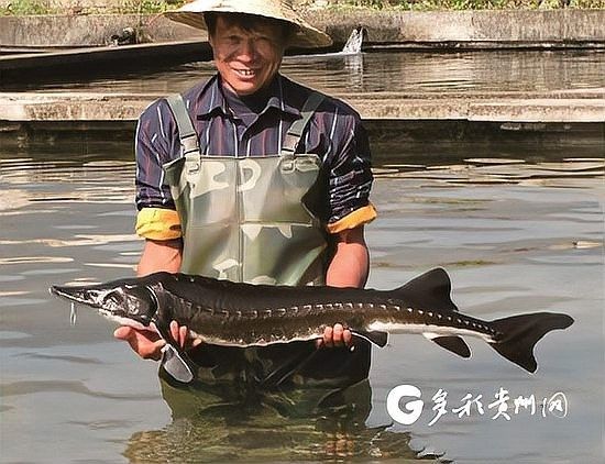 2017年鱘龍魚養殖情況如何？：2017年鱘龍魚養殖業呈現規模化與專業化發展趨勢