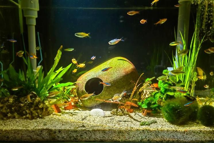 如何減少龍魚和象鼻魚的爭斗：\