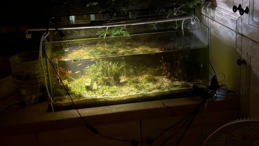 如何減少龍魚和象鼻魚的爭斗：\