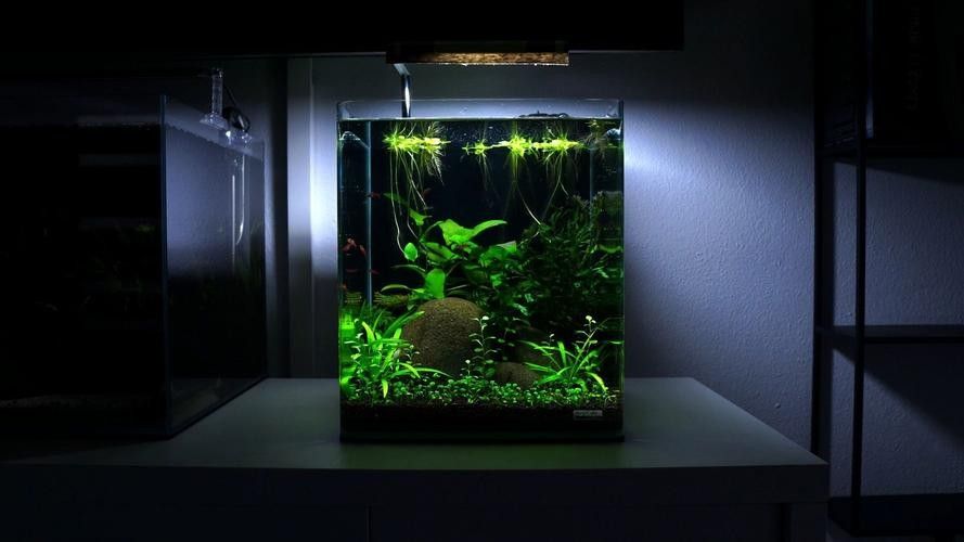 如何減少龍魚和象鼻魚的爭斗：\