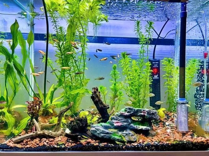 如何減少龍魚和象鼻魚的爭斗：\
