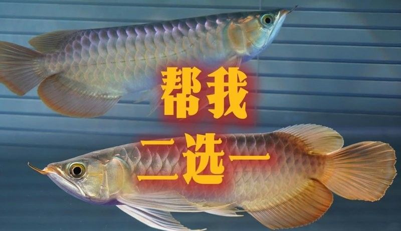 龍魚老孫視頻83號的發(fā)布時間：關于龍魚相關視頻的發(fā)布時間目前可查到的具體信息