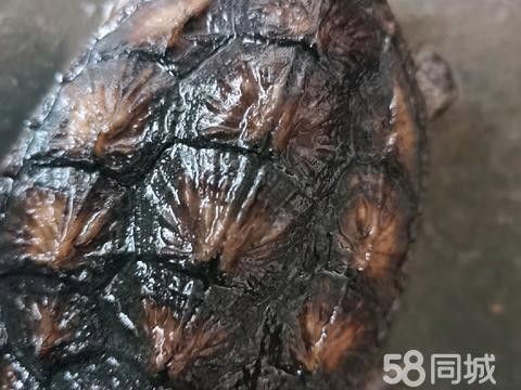 如何找到可靠的龍魚轉讓方？：廣州龍魚祥龍魚祥龍魚交易平臺轉讓方是否可靠 如何找到可靠的龍魚轉讓方？：廣州龍魚祥龍魚祥龍魚交易平臺轉讓方是否可靠 龍魚百科 第4張
