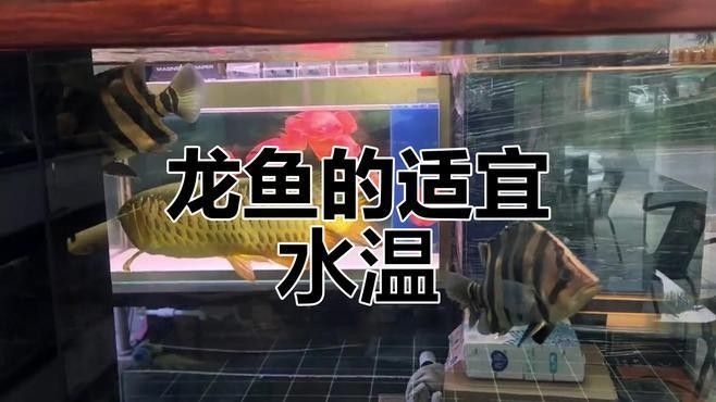 如何穩(wěn)定龍魚缸的水溫：不同品種龍魚對水溫需求存在差異：銀龍魚對水溫需求存在差異