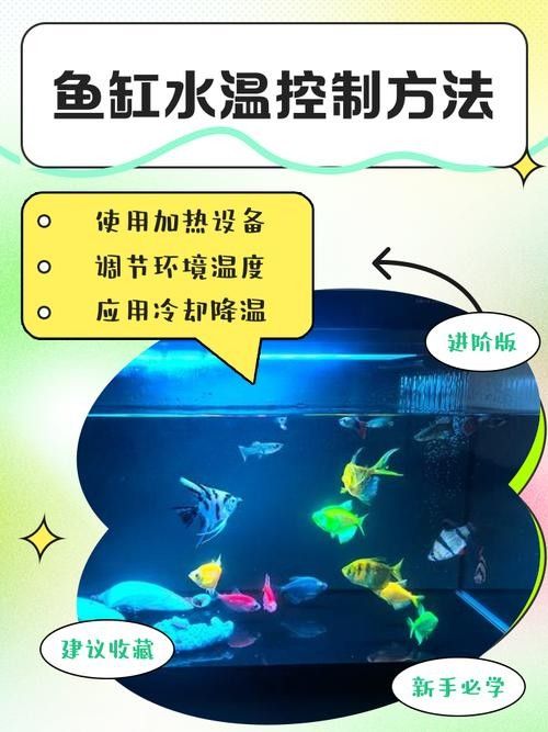 如何穩(wěn)定龍魚缸的水溫：不同品種龍魚對水溫需求存在差異：銀龍魚對水溫需求存在差異