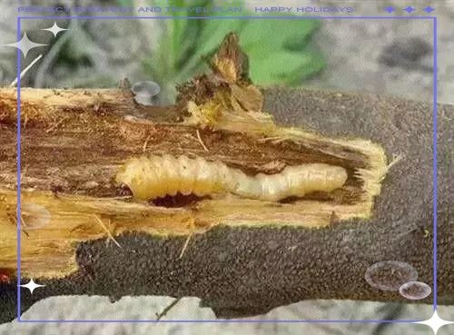 敵百蟲藥浴的具體操作步驟是什么：敵百蟲藥浴使用流程及注意事項