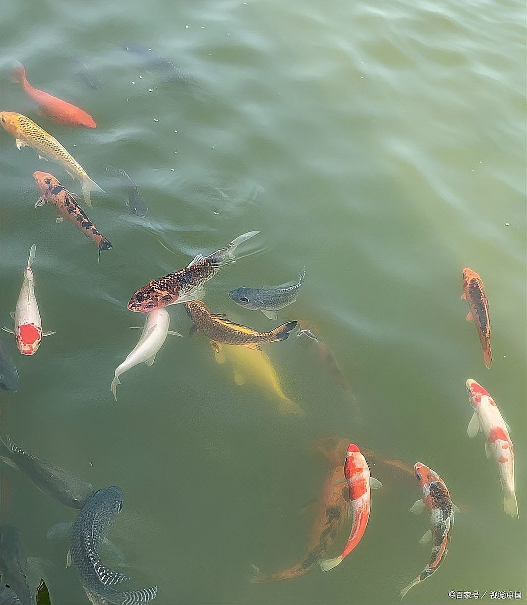 紅金龍魚多久停食一次：紅金龍魚停食頻率需根據生長階段和飼養目標進行調整 紅金龍魚多久停食一次：紅金龍魚停食頻率需根據生長階段和飼養目標進行調整 龍魚百科 第3張