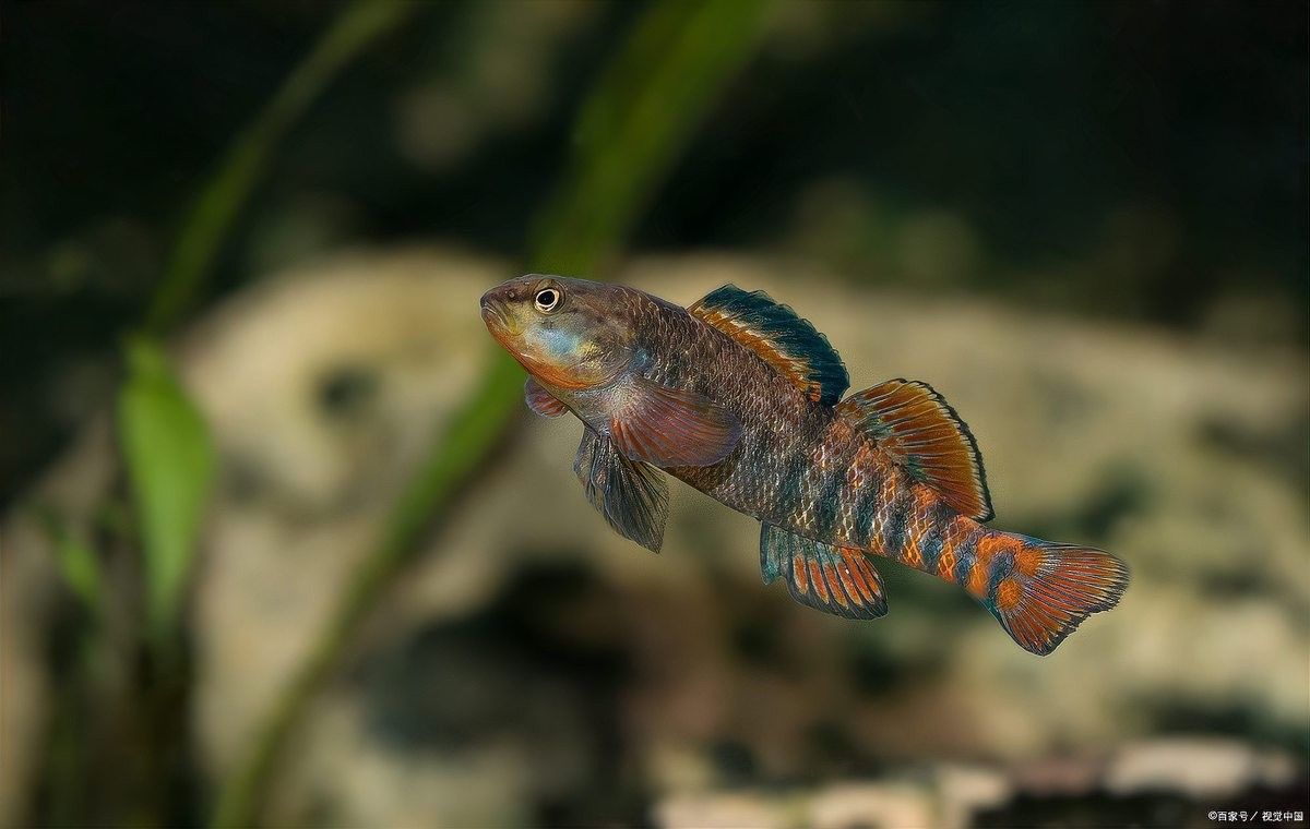 彩虹雷龍魚飼養難度如何：彩虹雷龍怎么養