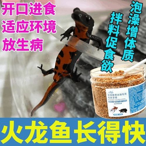 哪些品牌的火龍魚飼料比較好：火龍魚飼料及牌子推薦