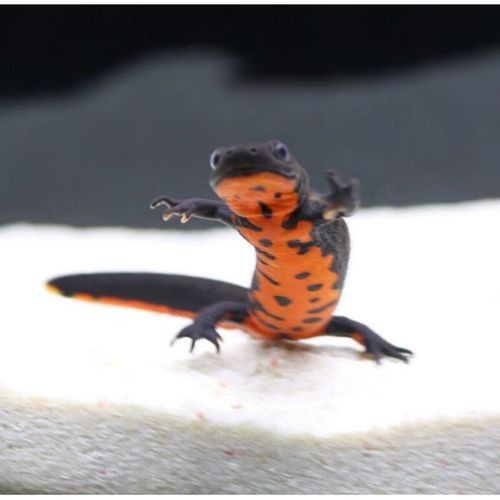 哪些品牌的火龍魚飼料比較好：火龍魚飼料及牌子推薦