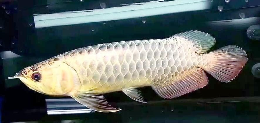 高背金龍魚(yú)如何養(yǎng)成過(guò)背：——龍魚(yú)燈光的使用方法