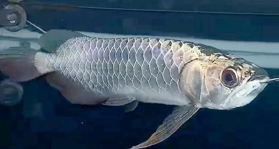 高背金龍魚(yú)如何養(yǎng)成過(guò)背：——龍魚(yú)燈光的使用方法