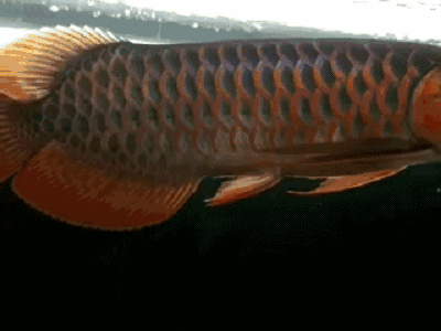 推薦一些紅龍魚動(dòng)態(tài)壁紙：優(yōu)秀的紅龍魚動(dòng)態(tài)壁紙推薦