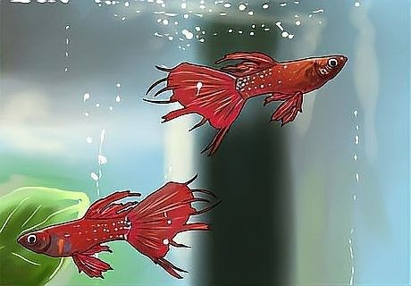 如何判斷過背金龍七鰭受傷的嚴重程度：過背金龍七鰭受傷會自愈嗎