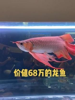 龍魚的價格差異大嗎：龍魚價格大揭秘:從幾千到幾萬,你知道嗎