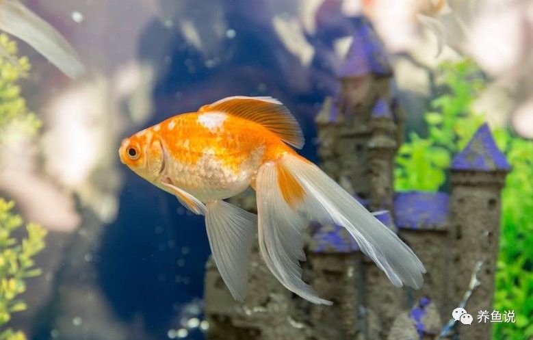 金龍魚吃飼料會餓死嗎：金龍魚不吃食怎么回事