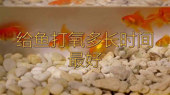 龍魚打氧需要24小時嗎：龍魚是否需要24小時打氧