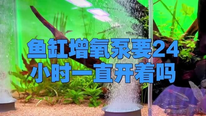 龍魚打氧需要24小時嗎：龍魚是否需要24小時打氧