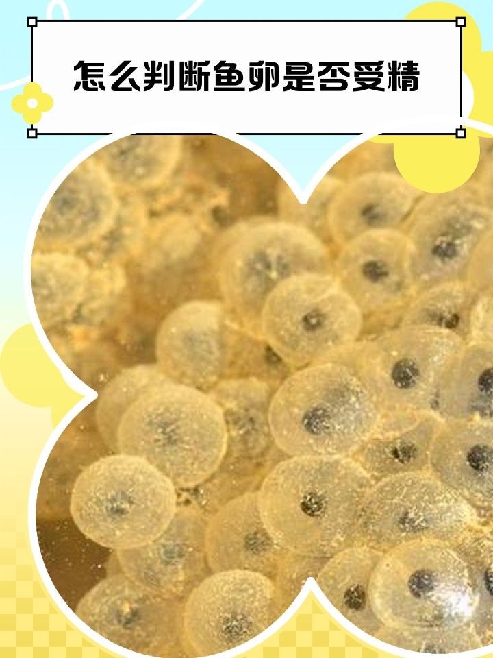 如何判斷紅龍魚魚卵是否受精？：判斷紅龍魚是否受精可通過以下特征和方法進(jìn)行觀察