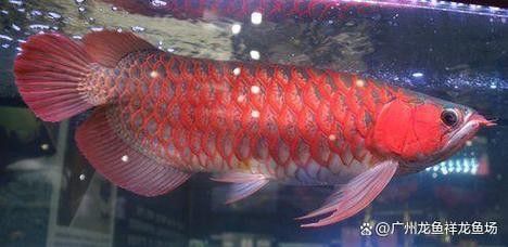 紅龍魚(yú)用什么品牌的燈比較好：紅龍魚(yú)專用燈-紅龍魚(yú)燈管使用