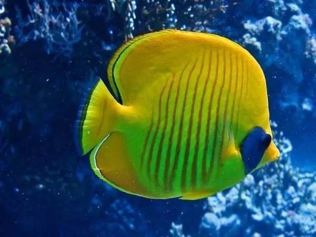 彩蝶龍魚缸海水魚飼養教程：北京市水產專家支招彩蝶龍魚缸海水魚繁殖成功率如何