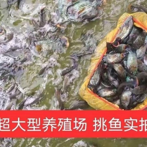 樂業(yè)哪個水族館龍魚好？祥龍魚場龍魚：廣州龍魚祥龍魚場