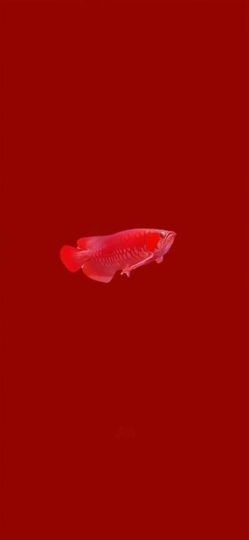 如何在站酷上找到金龍魚壁紙：如何在站酷上搜索金龍魚壁紙？