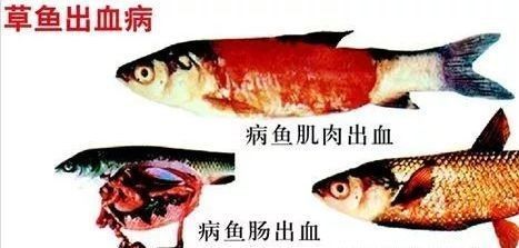 龍魚出血病多久會死亡：龍魚出血病的死亡時間