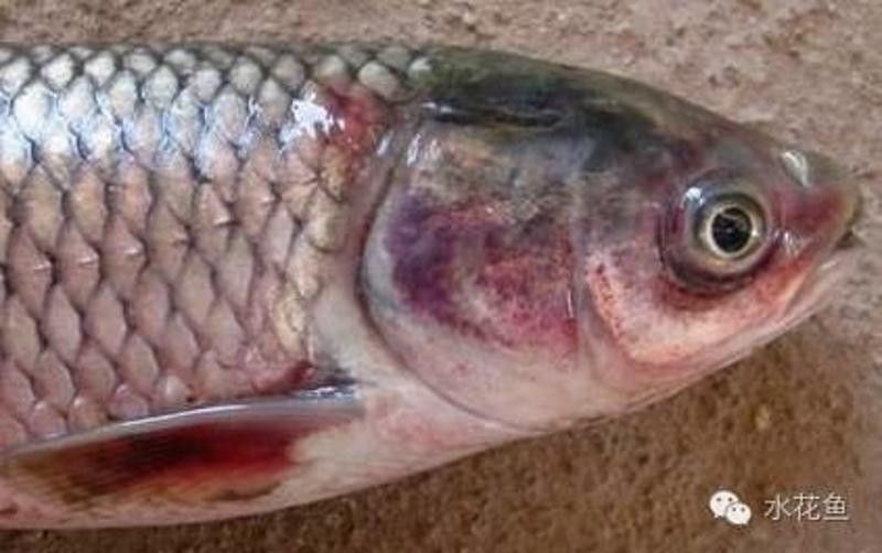 龍魚出血病多久會死亡：龍魚出血病的死亡時間